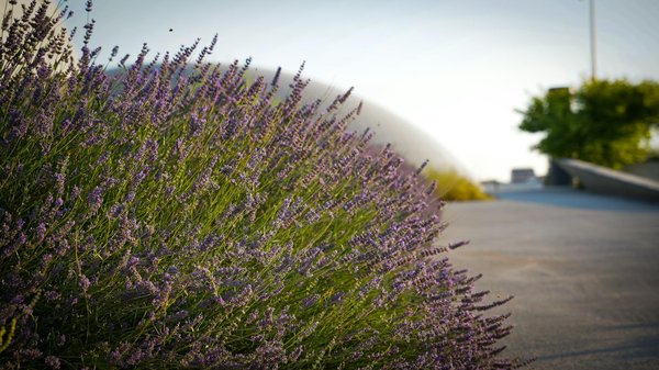 Comment choisir un éclairage de plafonnier pour une grande salle à manger?