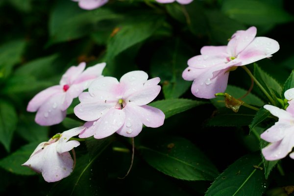 Quels sont les avantages des jardins verticaux pour la gestion de l'espace en ville?